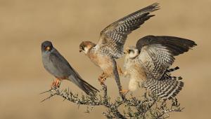 בזי ערב (צילום: אמיר בן דב)