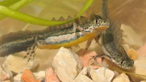 טריטונים (צילום: עוד ריטנר)