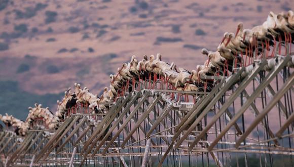 יום העיון השנתי ה-36 לצפרות