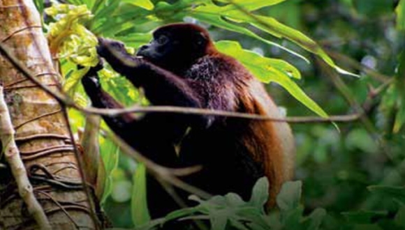 סמינר הפקולטה למדעי החיים - תקשורת בין עלים פגועים