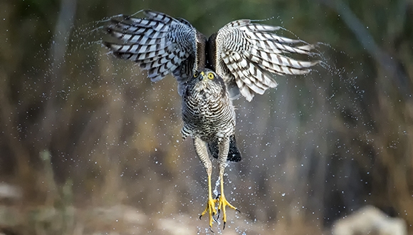 צילום: שחר כהן צילום: שחר כהן