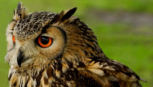 יום עיון שני גרמני-ישראלי בנושא שינוי אקלים ונדידת ציפורים יום עיון שני גרמני-ישראלי בנושא שינוי אקלים ונדידת ציפורים