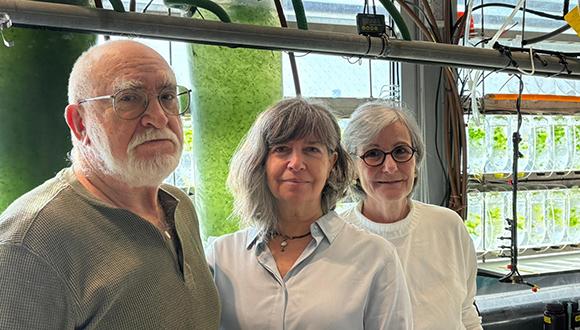 הוכח מחקרית: האצות בטוחות למאכל מבחינה אלרגנית