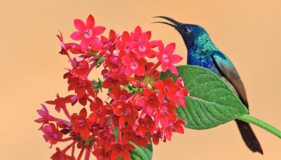 יום העיון השנתי ה-35 לצפרות יום העיון השנתי ה-35 לצפרות